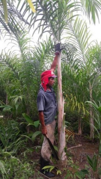 Ponta da Tulha Auswandern nach Bahia – Farmparadies nahe Ilhéus mit 140 ha Haus kaufen