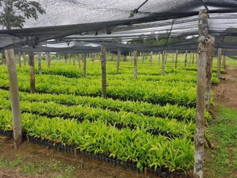 Ponta da Tulha Auswandern nach Bahia – Farmparadies nahe Ilhéus mit 140 ha Haus kaufen