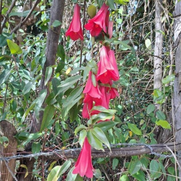 Loncoche 2 Naturgrundstücke mit Häusern und Wasserläufen in Südchile Haus kaufen