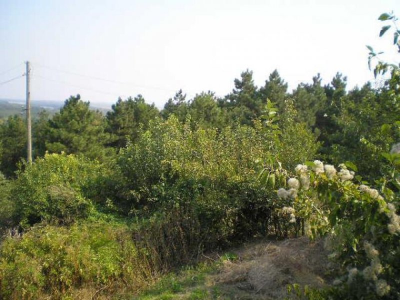 Vardim Altes Landhaus am Ortsrand mit unverbaubarem Blick auf die  Donau im idyllschem Vardim, 3 km nordwestlich von Svishtov Haus