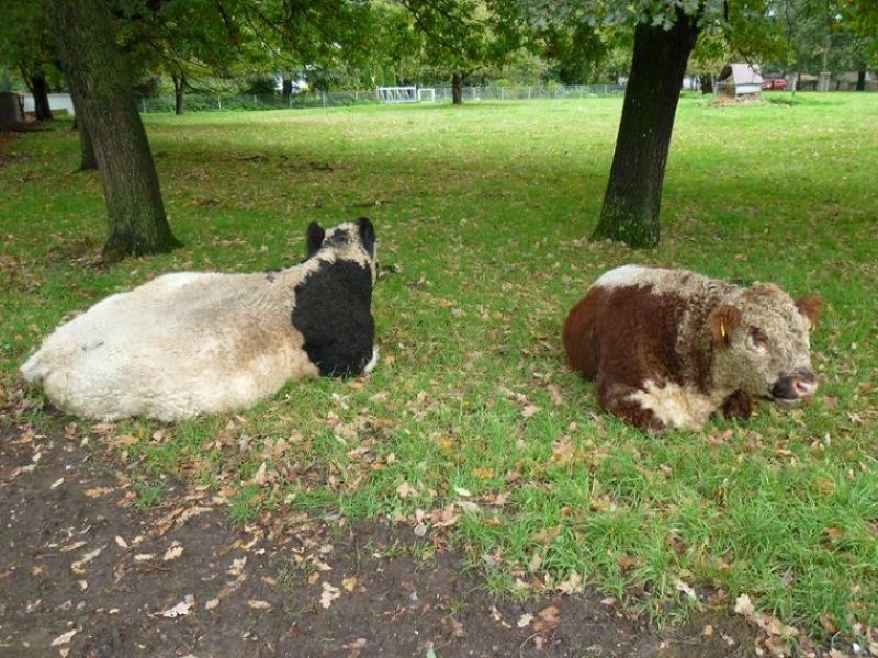 Mörschied KAPITALANLAGE! Doppelhaushälfte mit 2 Wohneinheiten in bevorzugter Lage und Baumöglichkeit. RENDITE Haus kaufen