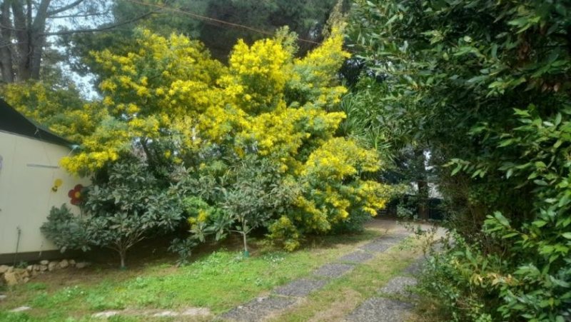 Guardistallo Toskana: historisches Landhaus - top renoviert - zu verkaufen Haus kaufen