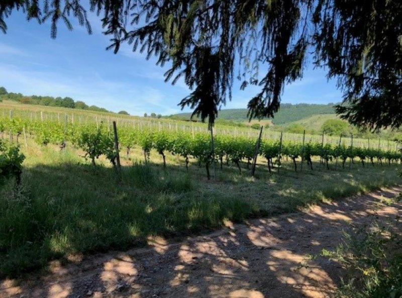 Traben-Trarbach exzelentes Baugrundstück 933 qm (erschlossen) in Traben mit Fernsicht über die Mosel und Weinberge Grundstück kaufen