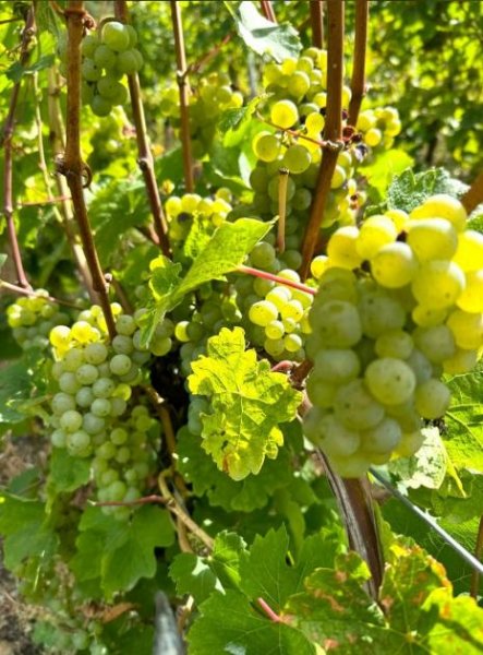 Traben-Trarbach exzelentes Baugrundstück 933 qm (erschlossen) in Traben mit Fernsicht über die Mosel und Weinberge Grundstück kaufen