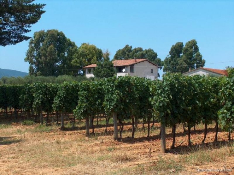 Orbetello Weingut in der Toscana bei Orbetello Haus kaufen