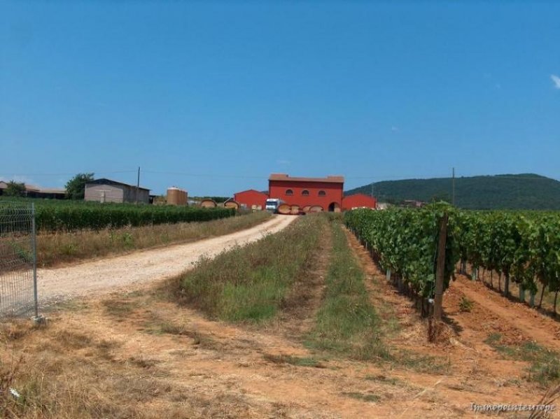 Orbetello Weingut in der Toscana bei Orbetello Haus kaufen