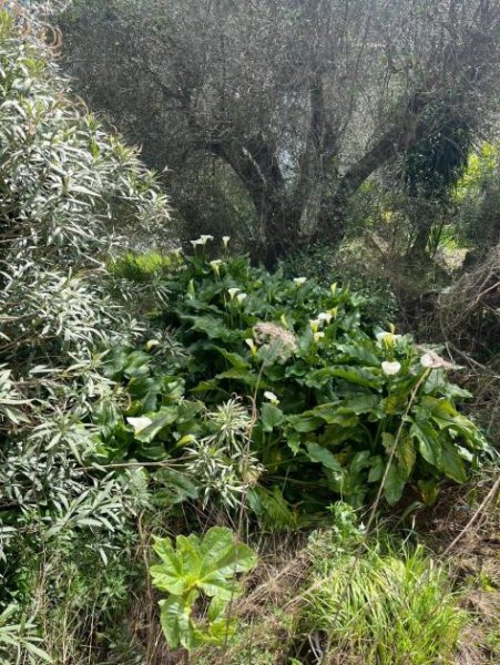 Caldana Geräumiges Reihenhaus in Caldana Haus kaufen