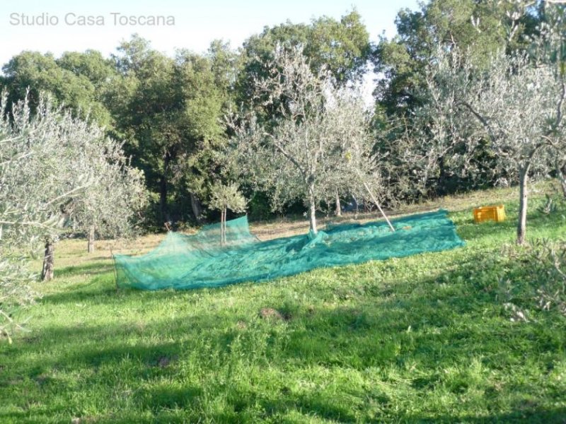 Caldana Olivenhain Grundstück kaufen