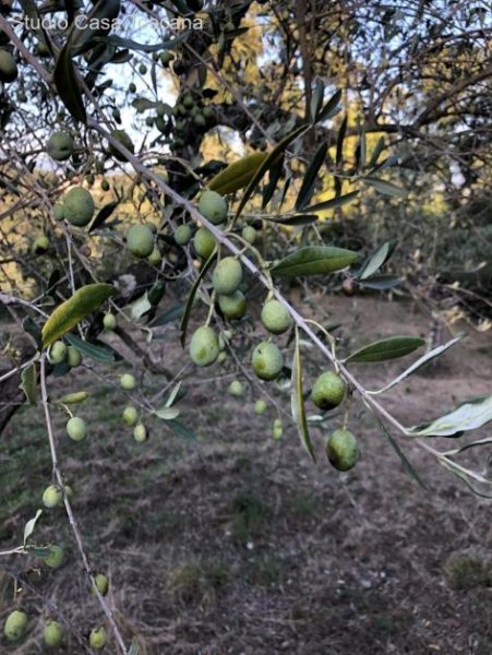 Caldana Olivenhain Grundstück kaufen