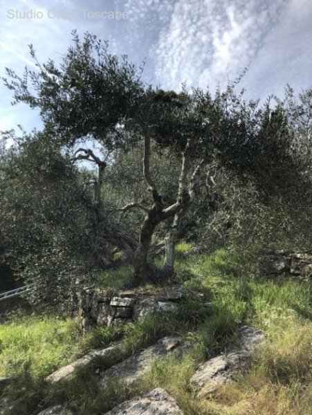 Caldana Olivenhain Grundstück kaufen