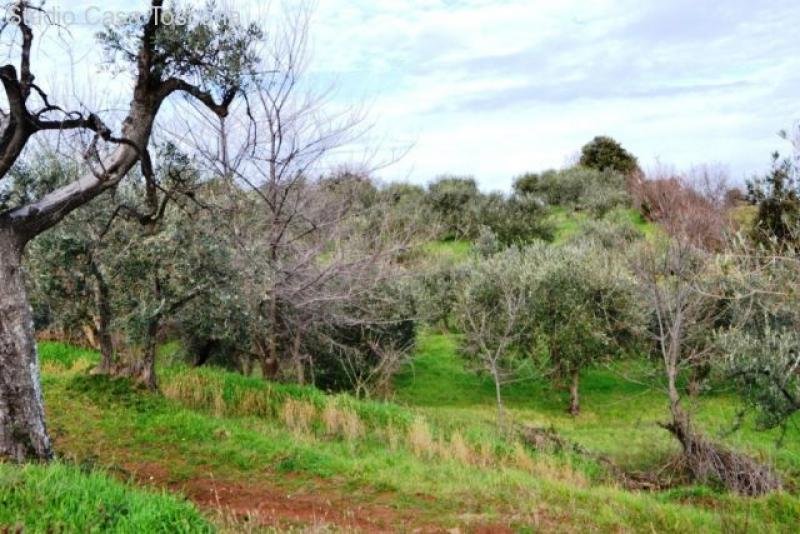 Montorgiali Landhaus im Weinanbaugebiet Morellino DOC Haus kaufen