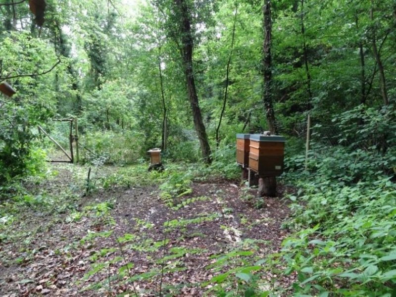 Mühlheim am Main Privates Grundstück mit See in Mühlheim am Main Grundstück kaufen