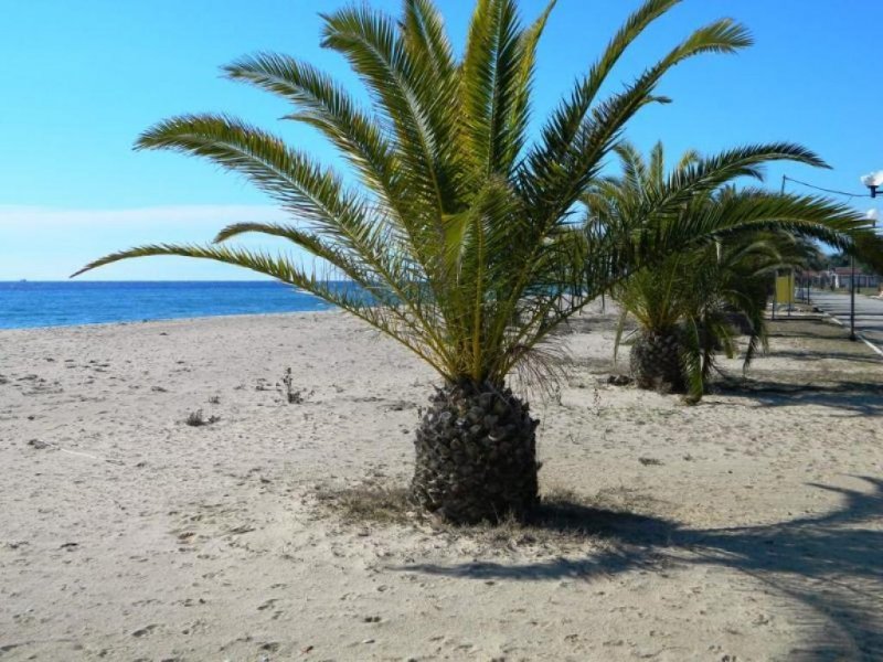 Nea Plagia Chalkidiki Einmaliger Preis 39.000 Euro ohne Verhandlungen Ferienwohnung in Nea Plagia Chalkidiki Wohnung kaufen