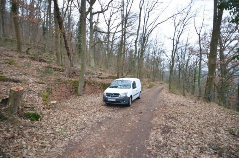 Klingenberg am Main DIETZ: Waldgrundstück auf alter Weinbergsbrache zu verkaufen! Grundstück kaufen