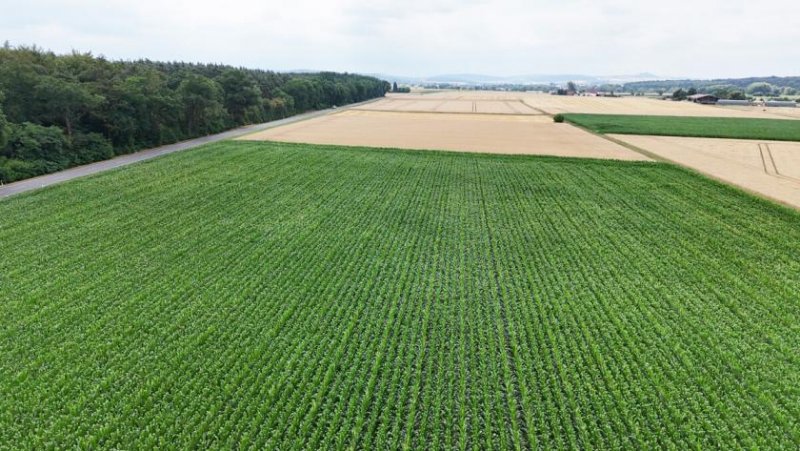 Groß-Umstadt DIETZ: Ackerlandfläche direkt an einer Landstraße zu verkaufen zwischen Groß-Umstadt und Münster! Grundstück kaufen