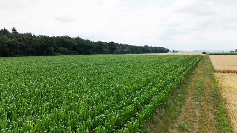 Groß-Umstadt DIETZ: Ackerlandfläche direkt an einer Landstraße zu verkaufen zwischen Groß-Umstadt und Münster! Grundstück kaufen