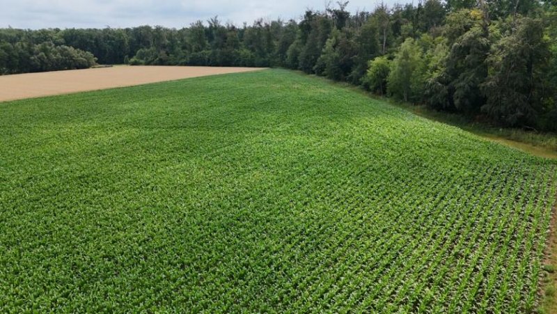Babenhausen DIETZ: Ackerlandfläche zwischen Harpertshausen, Altheim und Richen zu verkaufen Grundstück kaufen