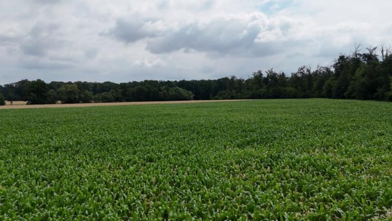 Babenhausen DIETZ: Ackerlandfläche zwischen Harpertshausen, Altheim und Richen zu verkaufen Grundstück kaufen