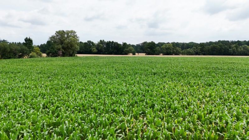 Babenhausen DIETZ: Ackerlandfläche zwischen Harpertshausen, Altheim und Richen zu verkaufen Grundstück kaufen