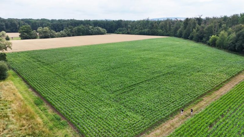 Babenhausen DIETZ: Ackerlandfläche zwischen Harpertshausen, Altheim und Richen zu verkaufen Grundstück kaufen