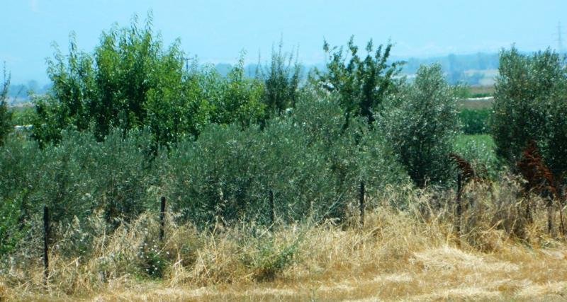 Drama Olivenplantage zu Verkaufen in Drama Grundstück kaufen