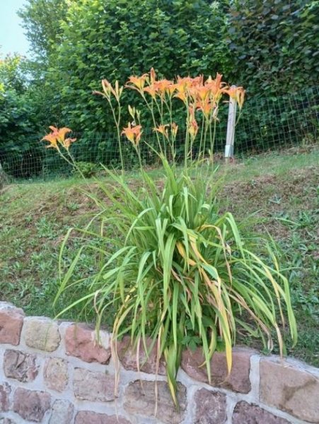Zweibrücken Modernisierte Doppelhaushälfte mit hochwertiger Ausstattung, Südgarten, Pool und Garten (AW165) Haus kaufen