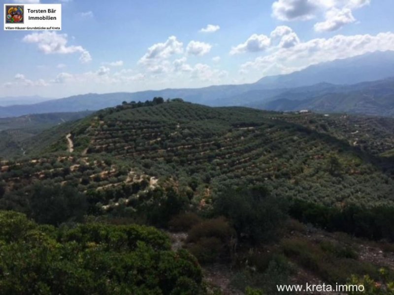Platanias Kreta, Planias - Grundstück 110.000m² mit ca. 2.400 Olivenbäumen und kleinem Haus Grundstück kaufen
