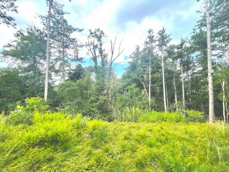 Mosbach Naturnah: Traumhaus in Aussichtslage Haus kaufen