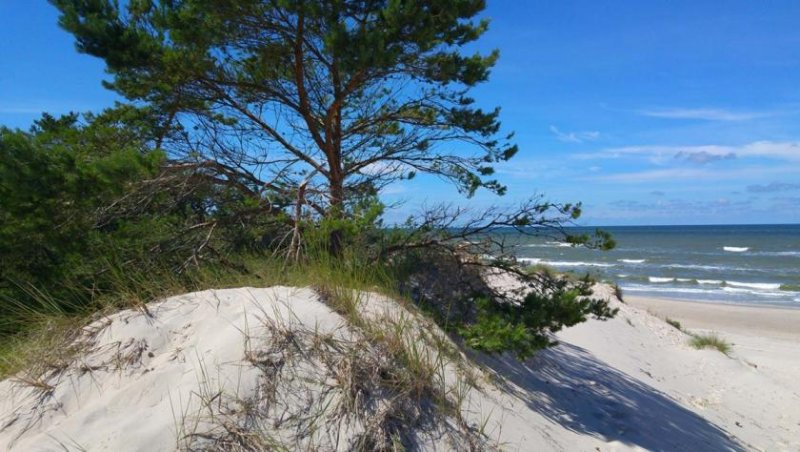  Gardna Wielka Wohnen unter Reetdach im Gardna Park - Pommern/Polen Haus kaufen