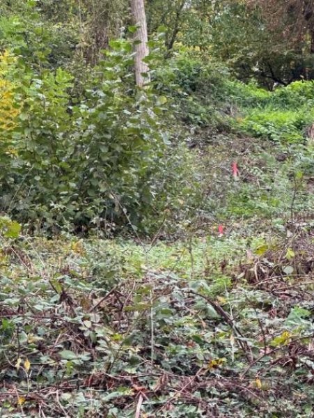 Leinsweiler Am Rand des Pfälzer Waldes - Rheinebene vor sich - Auf den Spuren von Max Slevogt - 1 B Lage Grundstück kaufen
