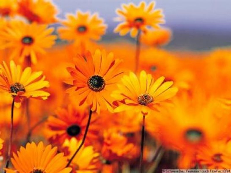 Essingen Bauen Sie Ihr Traumhaus auf dieses Baugrundstück. Grundstück kaufen