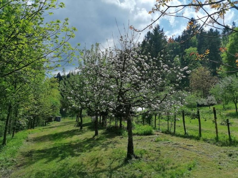 Durbach Einzigartiges Mehrfamilienhaus/Bauernhof mit 3,7 ha Fläche und Brennerei in unverbaubarer Traumlage Haus kaufen