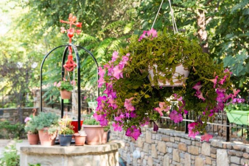 Palio Pedino Lucy`s house Haus kaufen