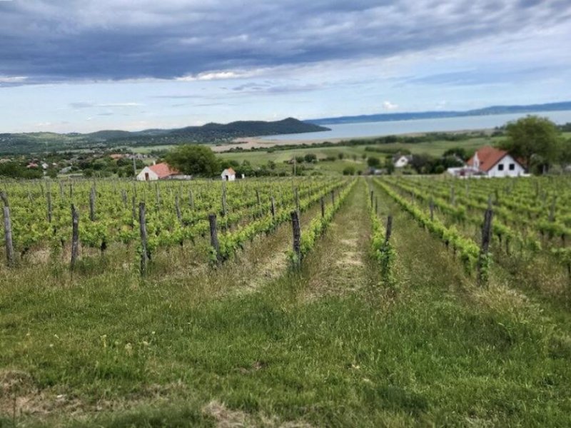 Aszófö Weinberg in Aszófö-Öreghegy am Balaton-Nordufer, 6334 m² Haus kaufen