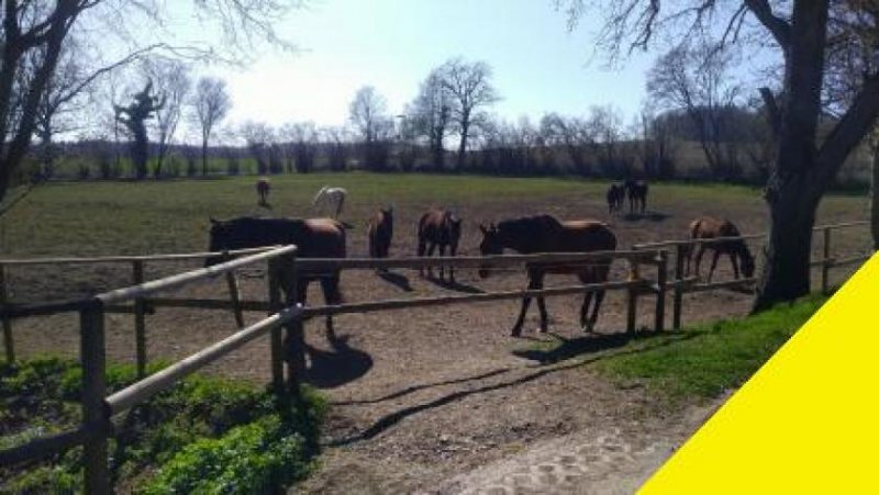 Bad Waldsee Pferdehof in idyllischer Alleinlage im Landkreis Ravensburg mit 70000 m² Land am Hof Gewerbe kaufen