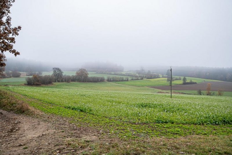 Schwarzhofen Landwirtschaftliches Grünland in Ortsrandlage von Denglarn Grundstück kaufen