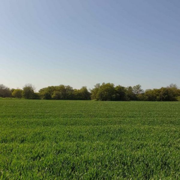 Bilo Grosses Baugrundstück mit Bestand nur 14 km zu den Stränden Haus kaufen