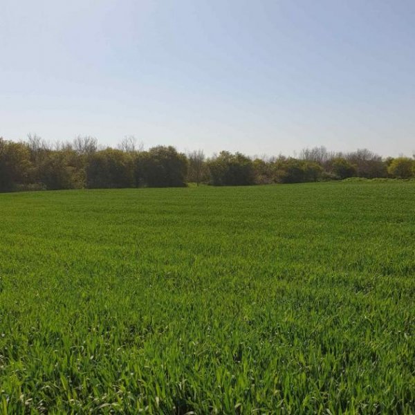 Bilo Grosses Baugrundstück mit Bestand nur 14 km zu den Stränden Haus kaufen