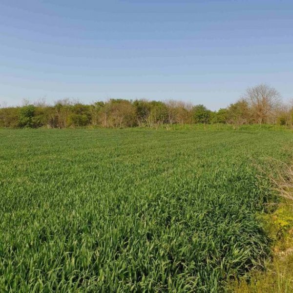 Bilo Grosses Baugrundstück mit Bestand nur 14 km zu den Stränden Haus kaufen