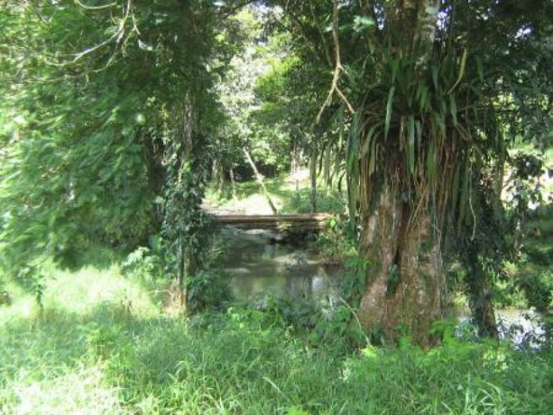 La Virgen Vanilleplantage - Wo das Grundstück endet, fängt der Dschungel an Gewerbe kaufen