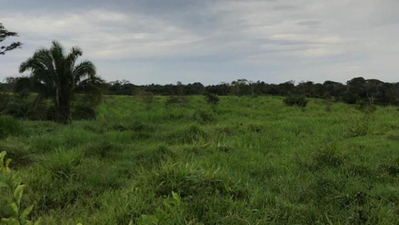 Brasilien 100 Ha Bauernhaus für Fischzucht und Plantagen mit Privatsee bei Presidente Figueiredo AM Grundstück kaufen