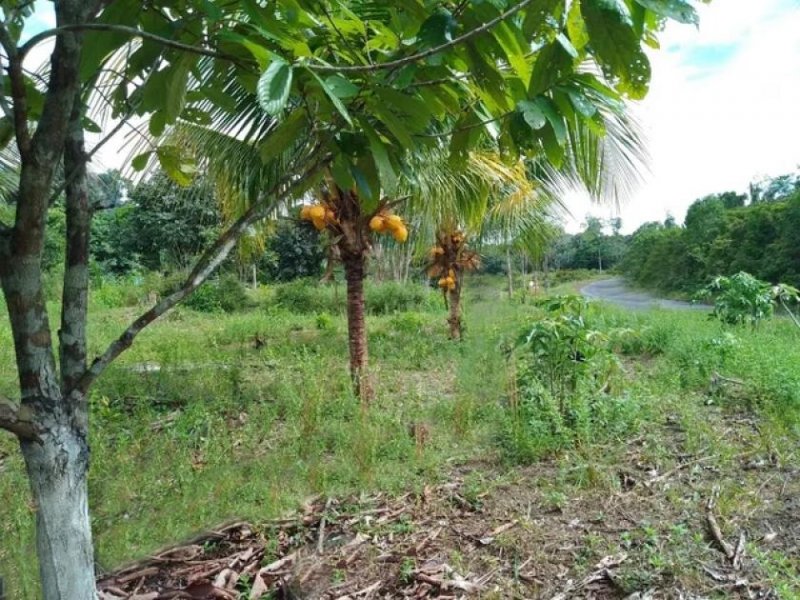 Brasilien 100 Ha Grundstück in der Nähe von Novo Airo AM Grundstück kaufen
