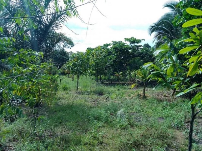  Brasilien 100 Ha Grundstück in der Nähe von Novo Airo AM Grundstück kaufen