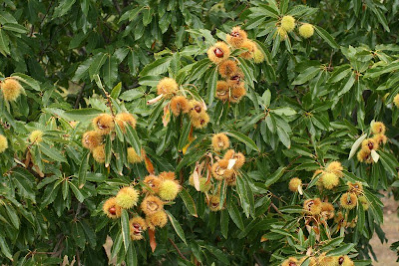 Brasilien 140 Ha Tiefpreis - Grundstück - Kastanienplantage - Rinderzucht Grundstück kaufen