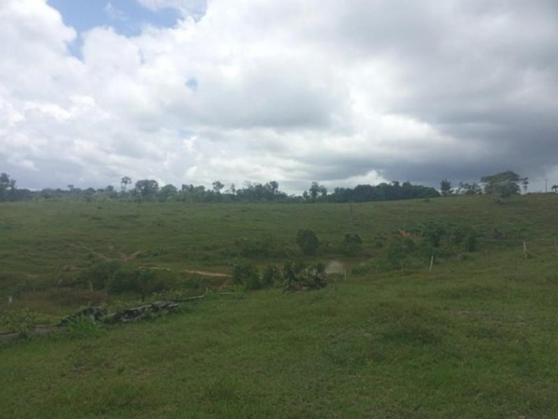 Brasilien 150 Ha grosses Grundstück mit Rinderzucht und Fischzucht bei Presidente Figueiredo AM Grundstück kaufen