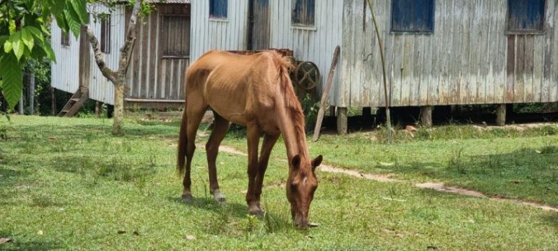  Brasilien 1'535 Ha Ziegelfabrik - Rohstoff - Mine Gewerbe kaufen
