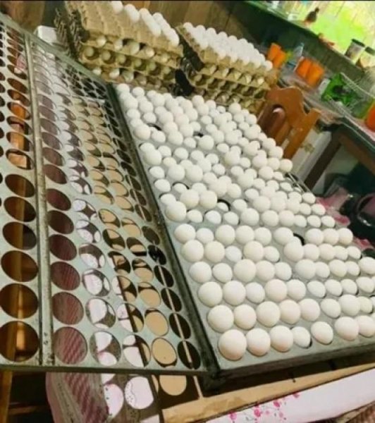  Brasilien 18 Ha grosse Eierfabrik in der Nähe von Manaus AM Grundstück kaufen