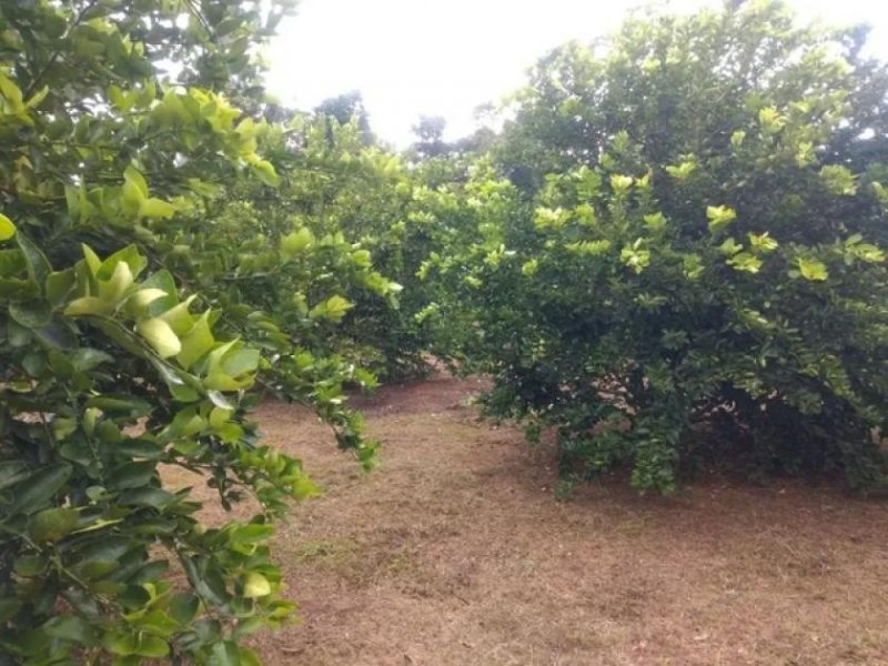 Brasilien 25 Ha Grundstück bei Rio Preto da Eva AM Grundstück kaufen
