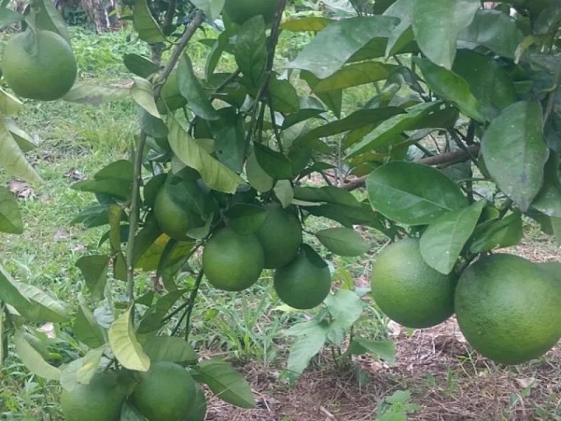 Brasilien 25 Ha Grundstück bei Rio Preto da Eva AM Grundstück kaufen