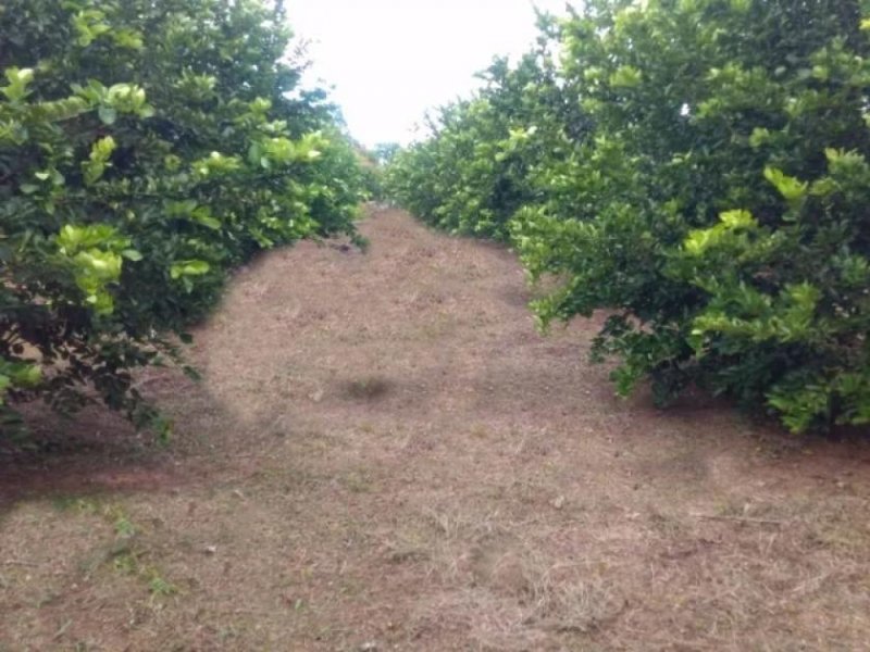 Brasilien 25 Ha Grundstück bei Rio Preto da Eva AM Grundstück kaufen